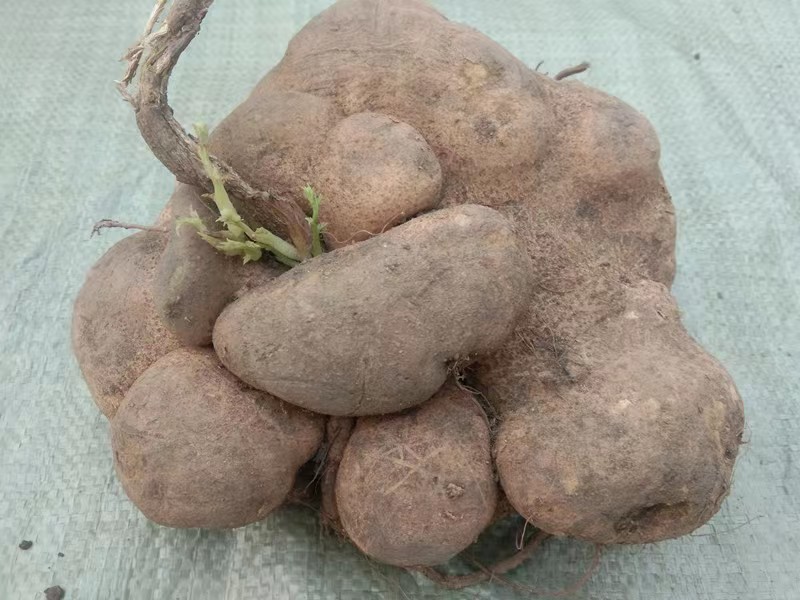 包邮贵州特产野生雪胆500g中草药材蛇莲曲莲罗其他药食同源食品