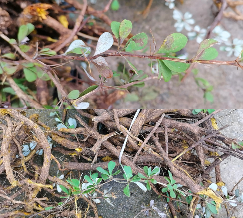 贵州野生中药材三颗针草药三棵刺黄连黄柏刺小刺红连鸡脚刺500g