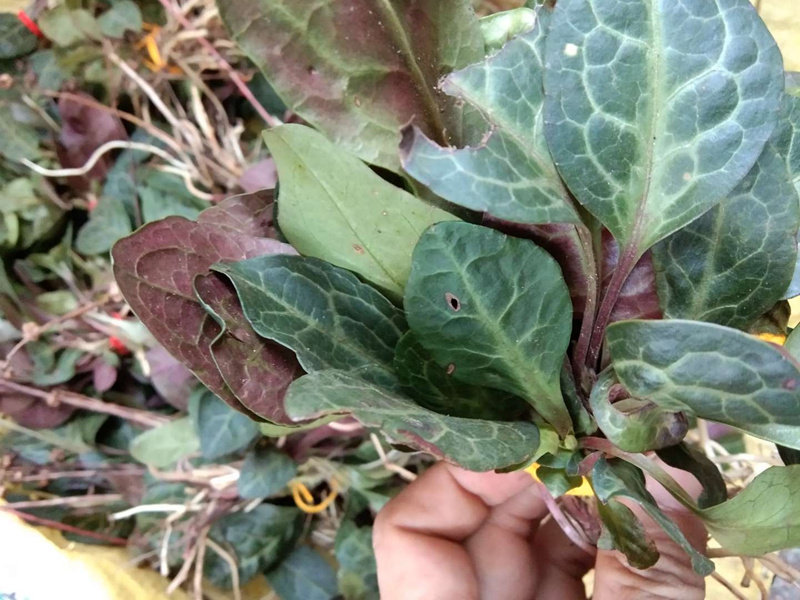 贵州鹿含500克新鲜农产品苗家草药紫背衔草鹿寿其他药食同源食品