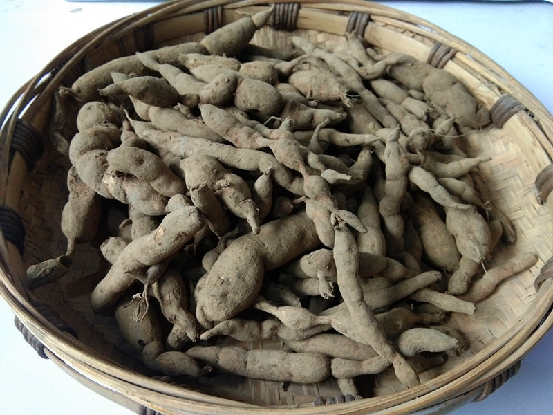 贵州野生雪里开生中药材地雷拐子药蛇松子单叶其他药食同源食品