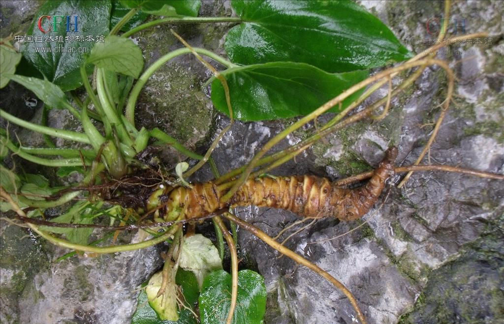 蜘蛛香 马蹄香中草药包邮野生蜘蛛香500g 中草药材马蹄香缬草养心莲