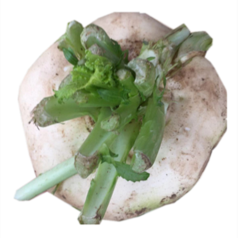 温州特产盘菜扁头头菜大头菜圆菜头农家新鲜蔬菜其它