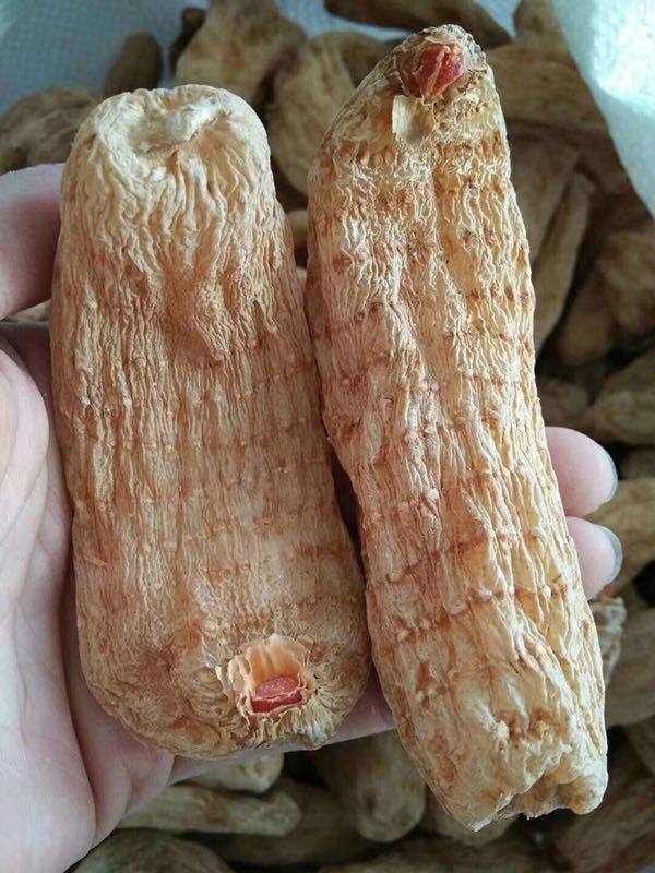 天麻野生 云南丽江雪山野生红天麻无硫非小草坝昭通天麻500g包邮