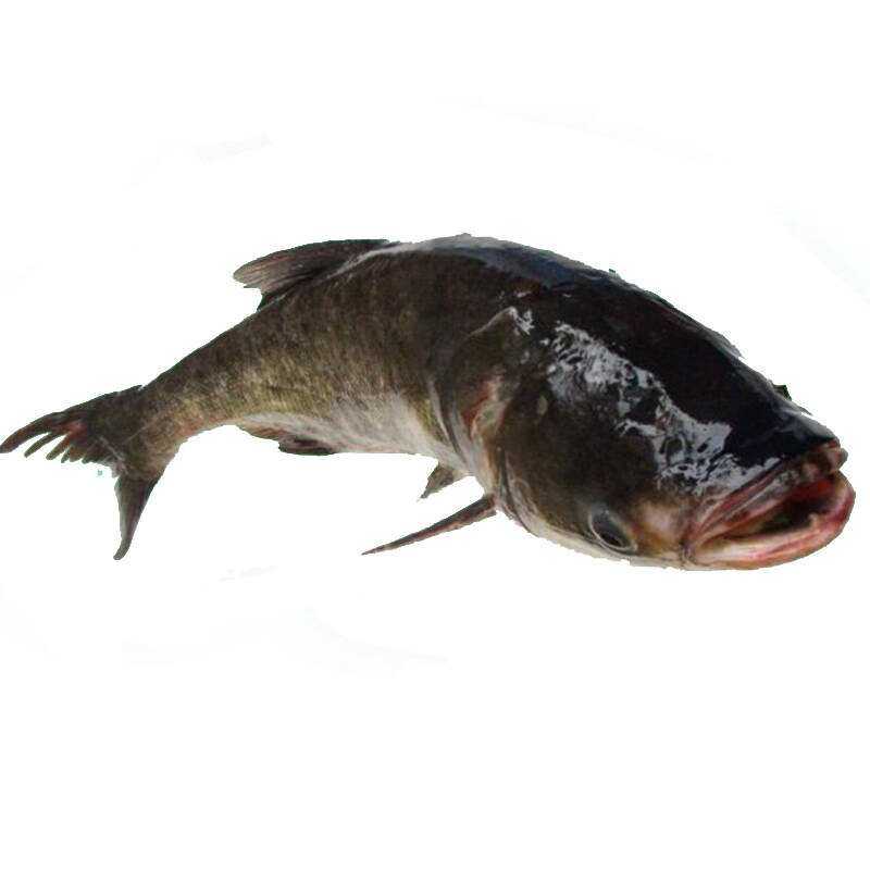 丹江口鱼鳙整条包鲜鱼莲鱼胖头东北花莲花鲢鲜活淡水鱼类