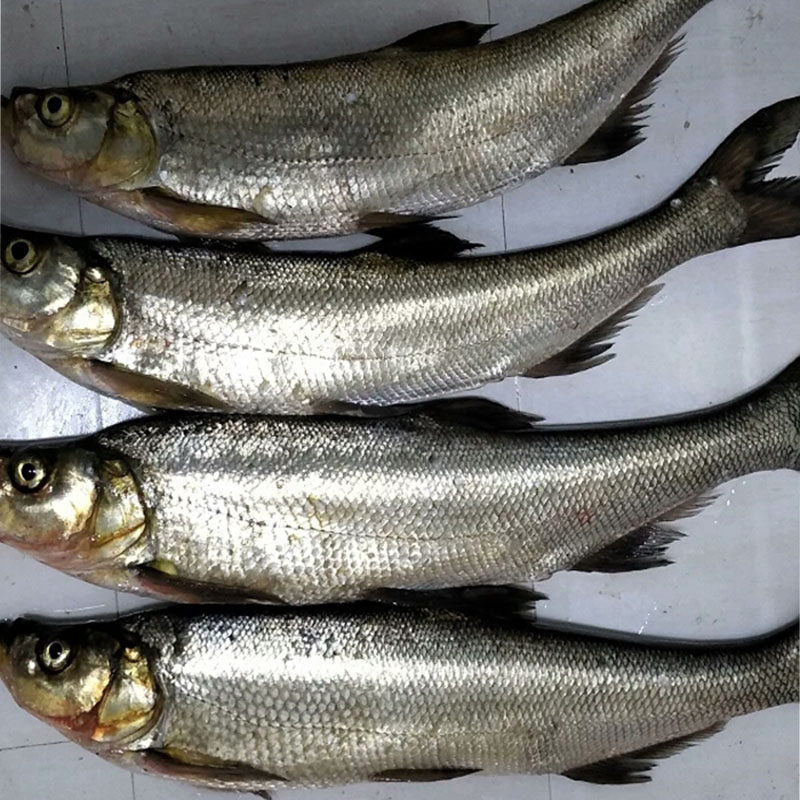 翘嘴丹江口新鲜冷冻水产白白鱼翘壳刁子鱼大白淡水鱼类