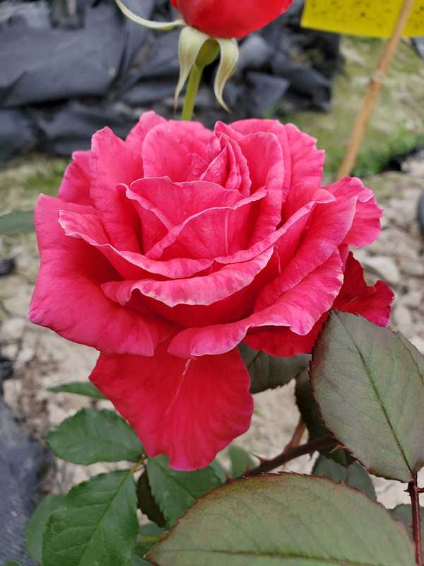 天使系列米迦勒大天使迈克尔月季微月花期抗病版多月季