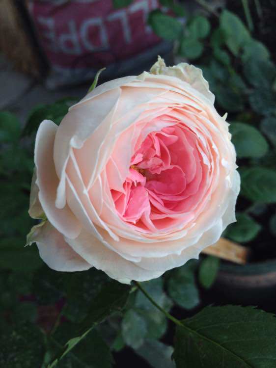 月季花浩田花苑粉红欧月绒球门廊月季花苗非常花卉