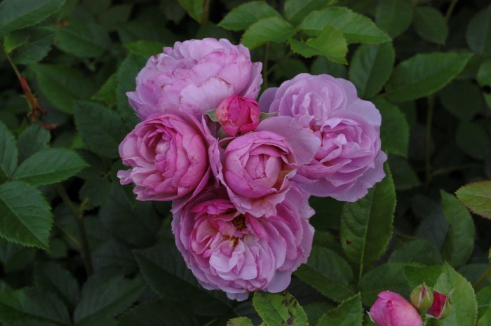 蓝紫色藤本月季薰衣草花环微香庭院四季开花花卉欧月月季