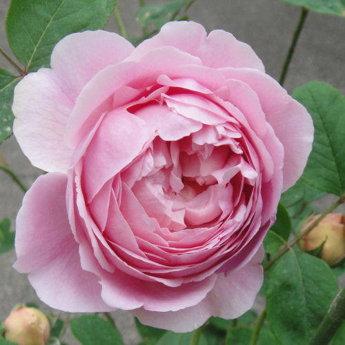 新品月季 momoka桃香月季花苗 浓香 包子非常漂亮的品种满就包邮