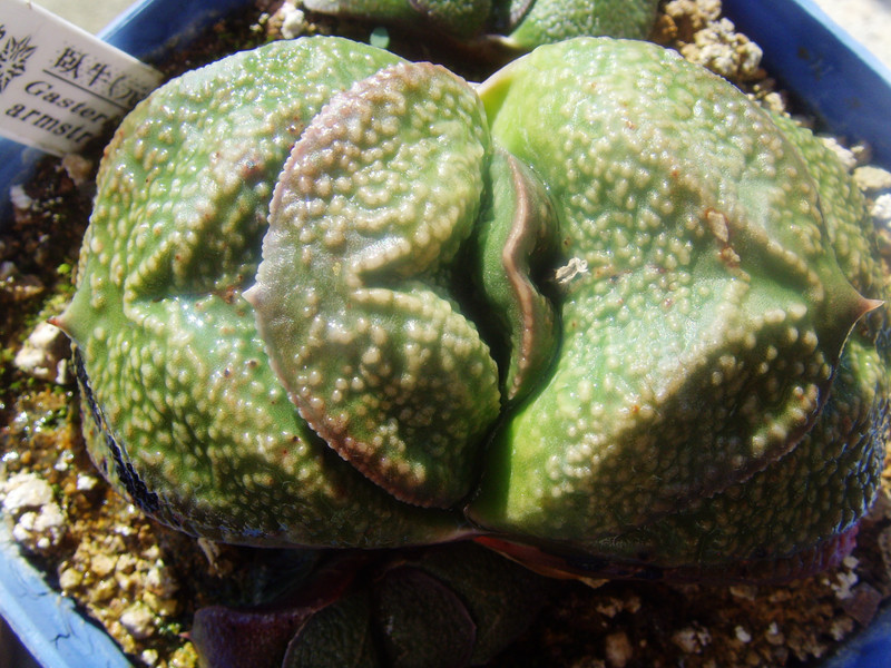 奈良大疣卧牛多肉白痣厚叶隆骨日本输入元斑进口多肉植物