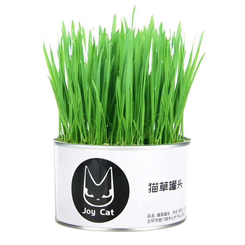 猫草宠猫盆栽猫薄荷懒人种籽化毛猫咪零食罐头猫零食罐