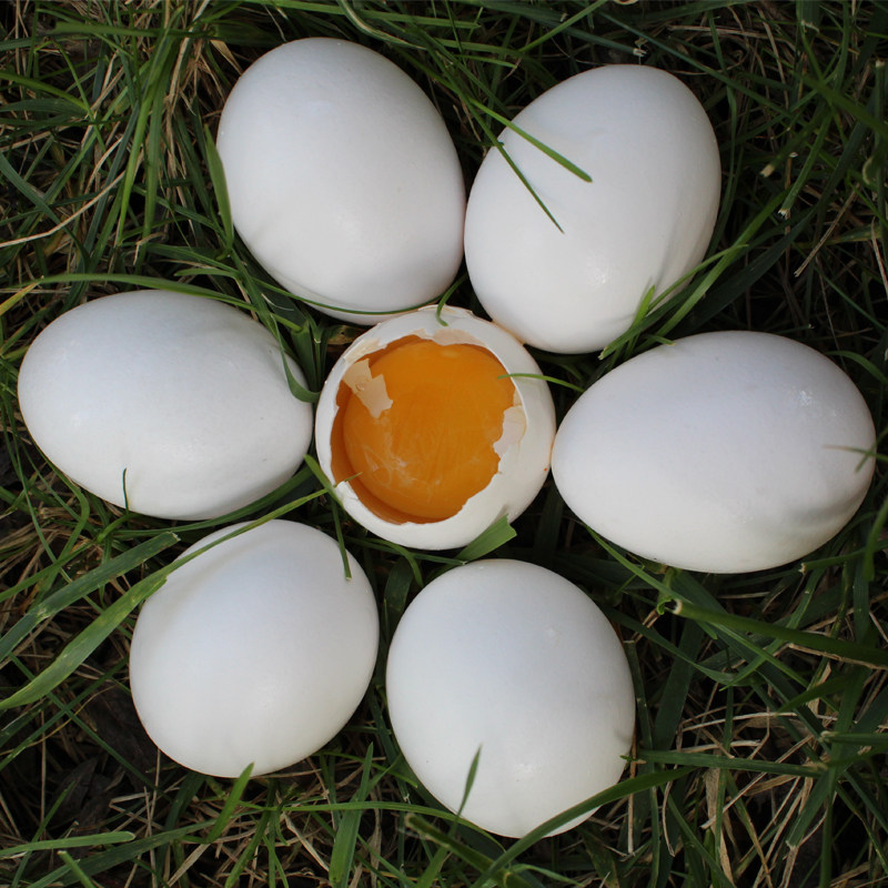 微山湖新鲜鹅蛋特大生态农家散养土鹅蛋6枚装单个约120g