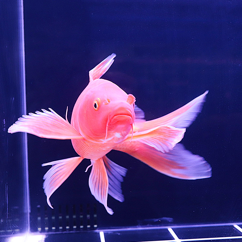 龙凤锦鲤纯种风水冷水鱼养耐金好白金好活体长尾鱼