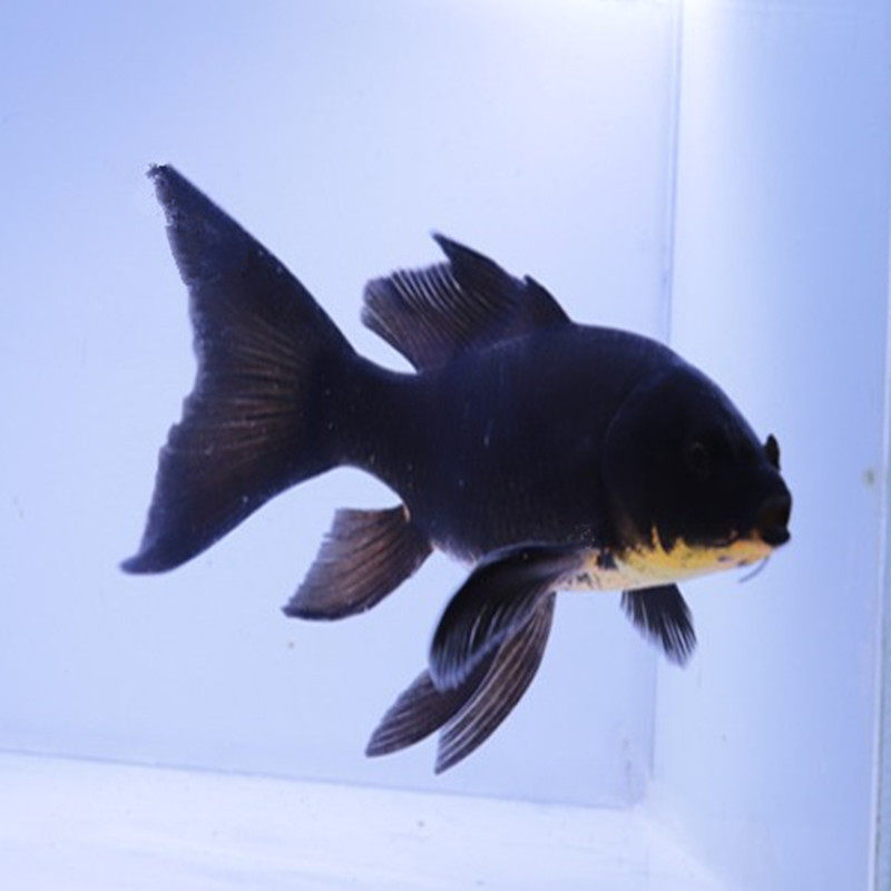 龙凤锦鲤活鱼黄金龙凤锦鲤鱼风水鱼招财鱼红草金鱼冷水鱼活体包邮