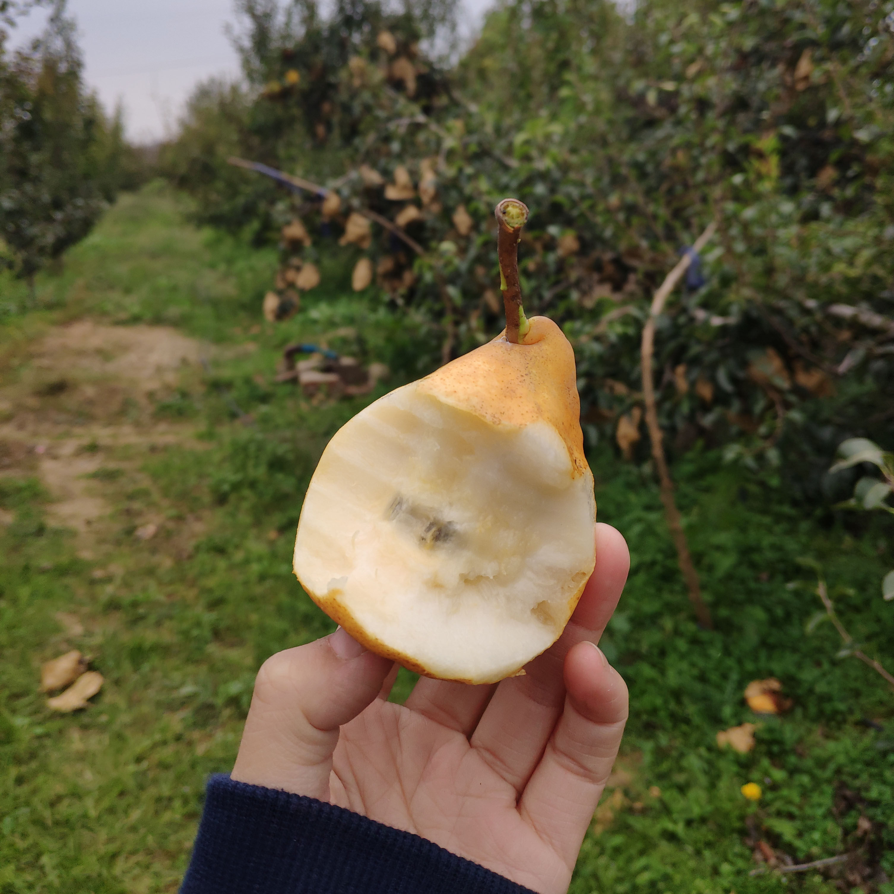 丑梨一箱包邮五斤昆嵛街现摘新鲜大果烟台山东梨