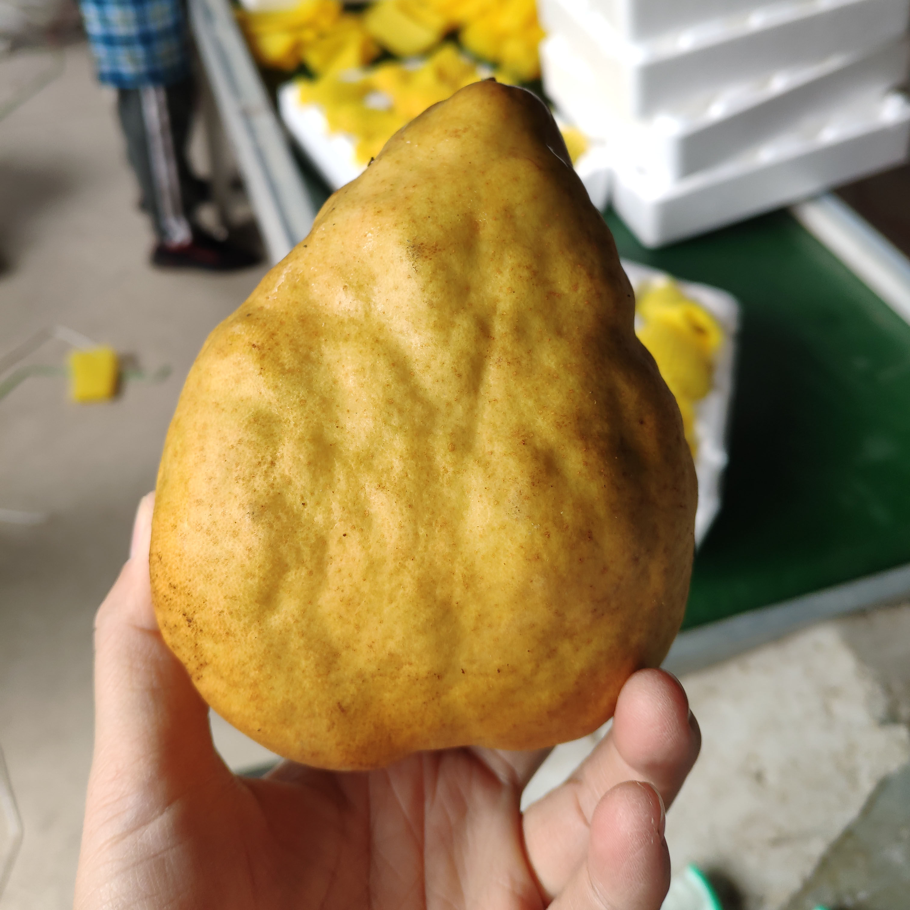 丑梨一箱包邮五斤昆嵛街现摘新鲜大果烟台山东梨