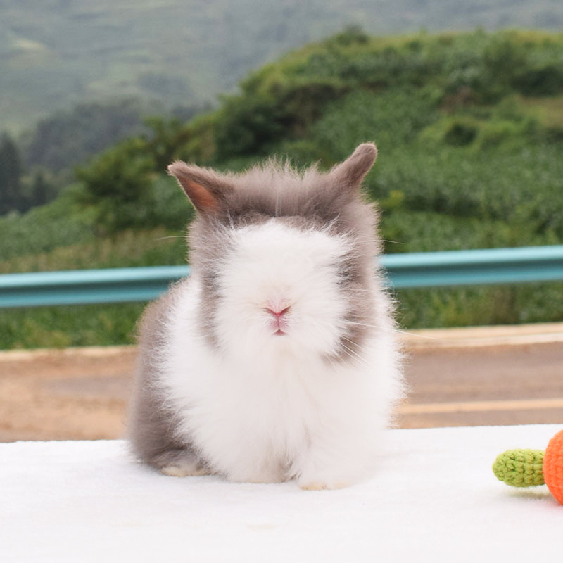 咖啡白盖脸猫猫兔活宠物兔长不大小白小白兔兔子兔
