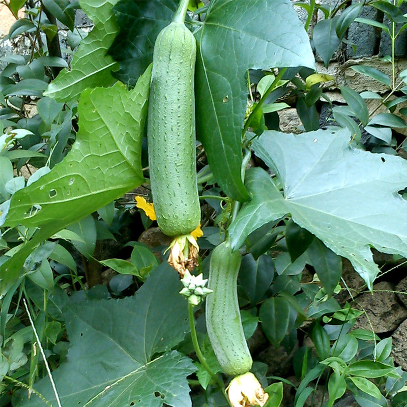 特色肉丝瓜种子高产长丝瓜种短棒型肉厚肥嫩庭院春季种植蔬菜籽