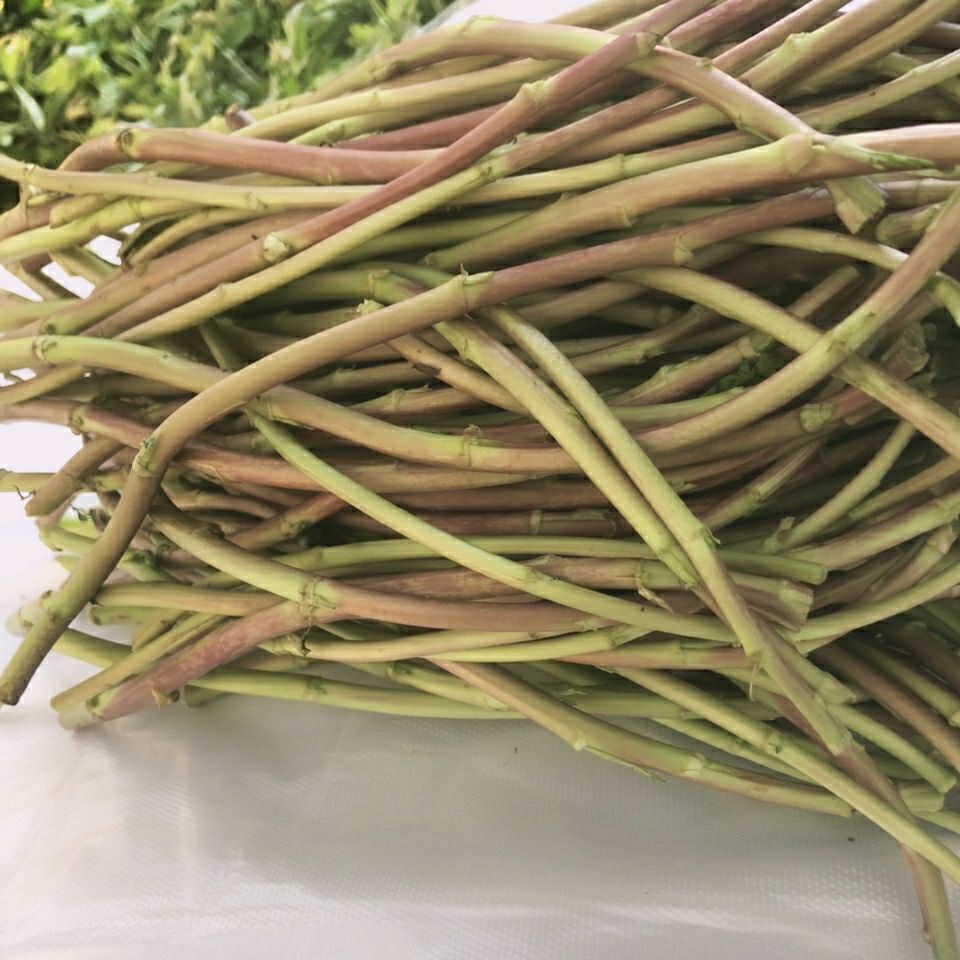 野生藜蒿湖北红梗芦蒿露天天泥蒿篱野菜去叶叶菜类