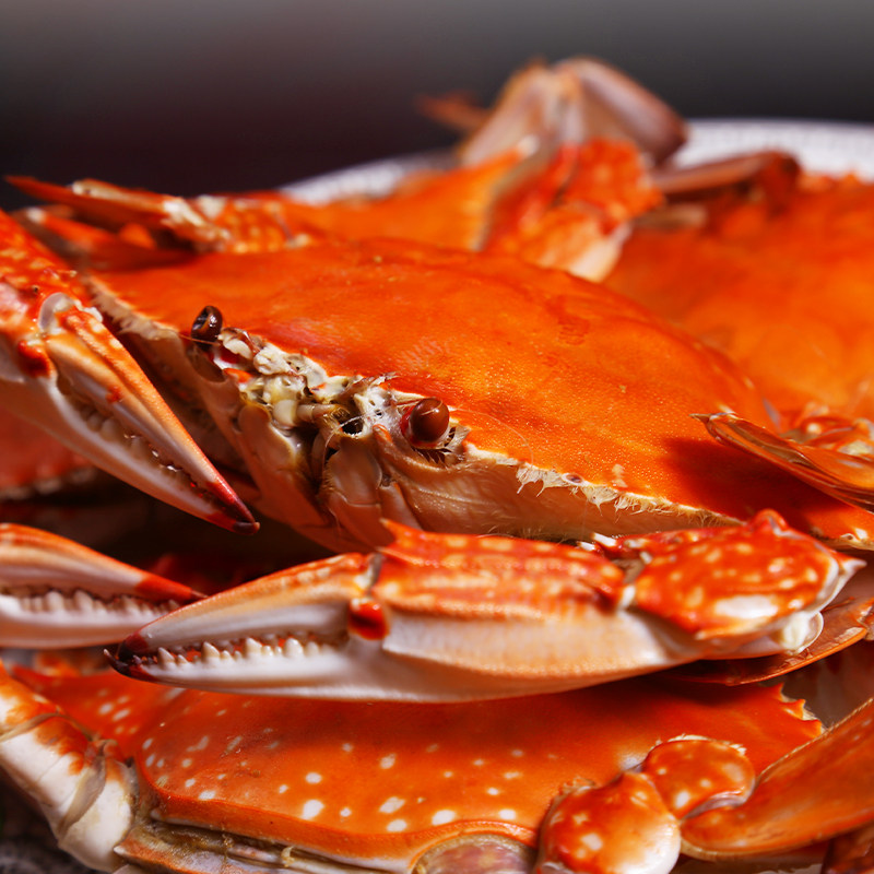 鲜活梭子蟹新鲜螃蟹海蟹青岛海鲜白蟹超大非舟山飞蟹鲜活大公母蟹