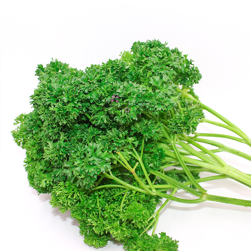 新鲜荷兰反西蕃茜法香250g酒店西餐火锅店摆盘其它