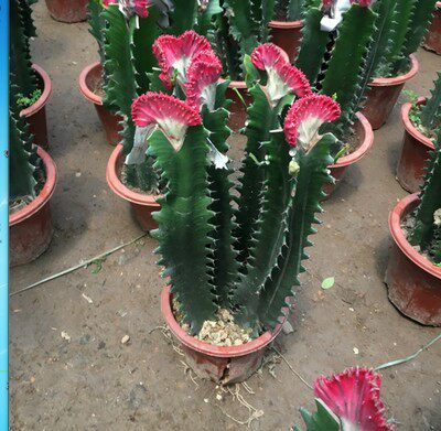 彩色麒麟植物盆栽玉麒麟绿植花卉卉彩春峰多肉多肉植物