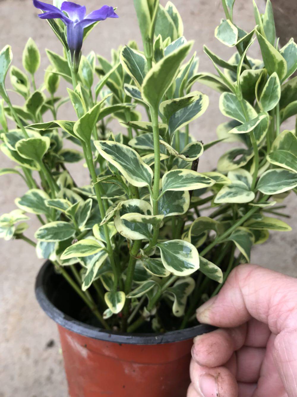 花叶常春藤霹雳吊兰盆栽垂吊植物金边长青青藤绿植