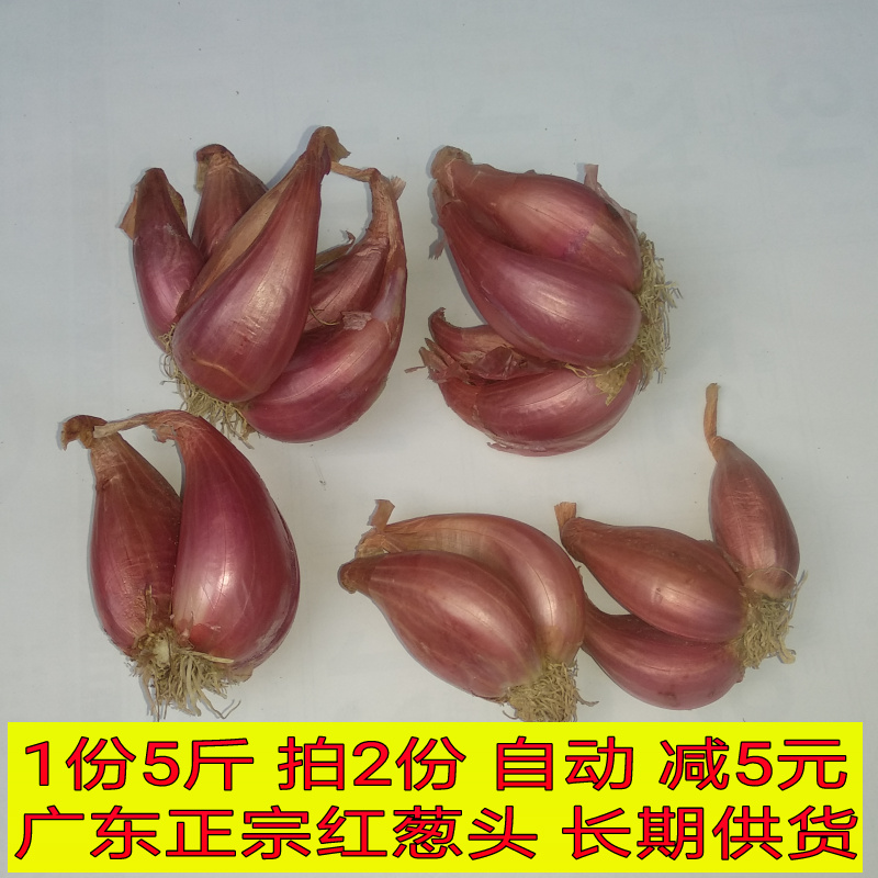 红葱头包邮新鲜小香葱头火葱头米干葱种子广东惠州农家自产1份5斤