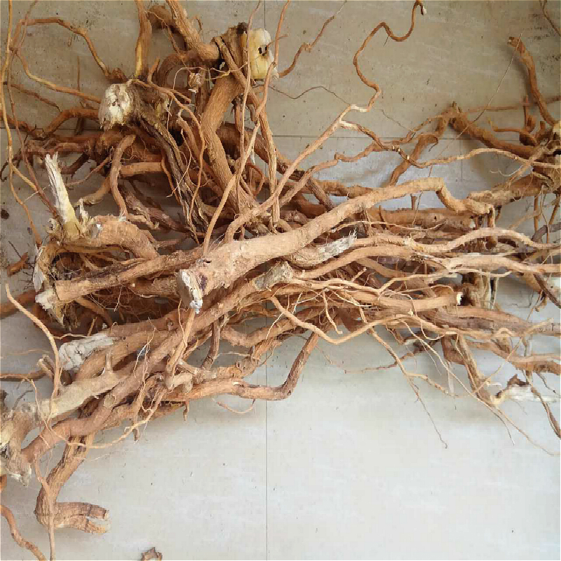 云南野生倒吊黄根黄花倒水莲 黄花大远志观音串倒吊王黄花参 包邮