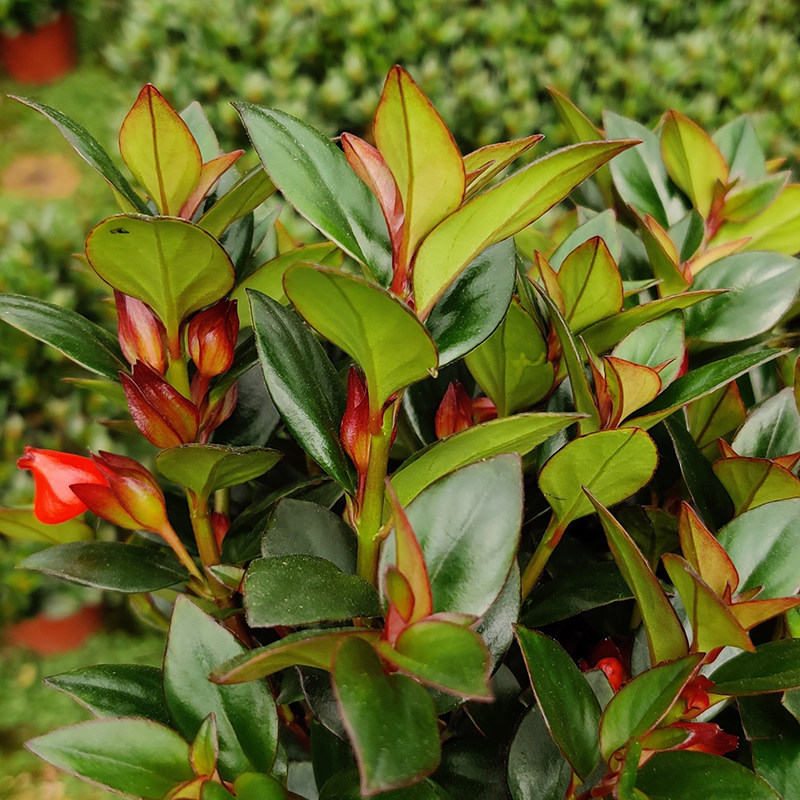 红色金鱼花吊兰盆栽植物室内办公桌面四季常青开花不断好养小花卉