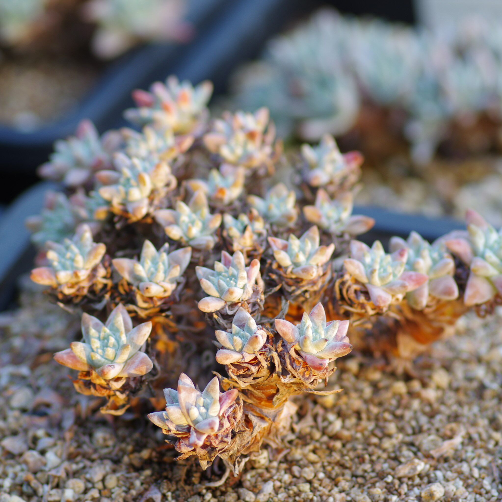 韩国绿叶诺玛白菊仙女进口叶仙女苹果稀有老桩多肉植物