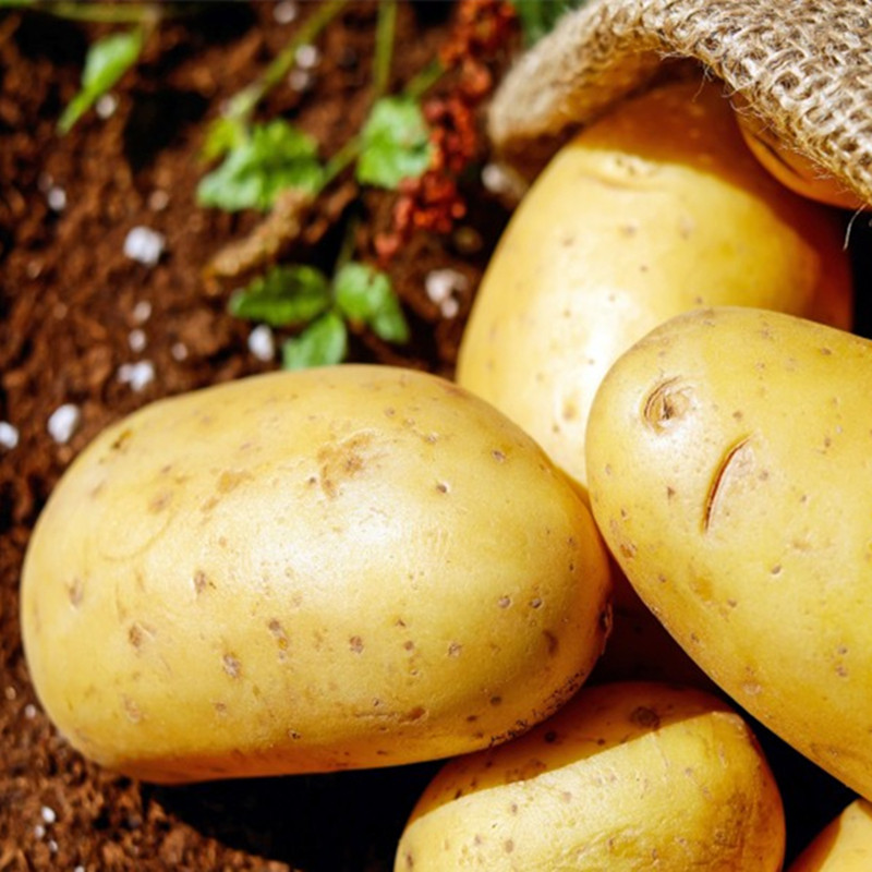 云南昭通新鲜农产品黄心大洋芋土豆马铃薯农家自种土豆