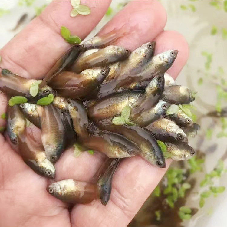 斗鱼澳火鱼苗澳蓝国斗活鱼白化澳红澳洲火焰鱼