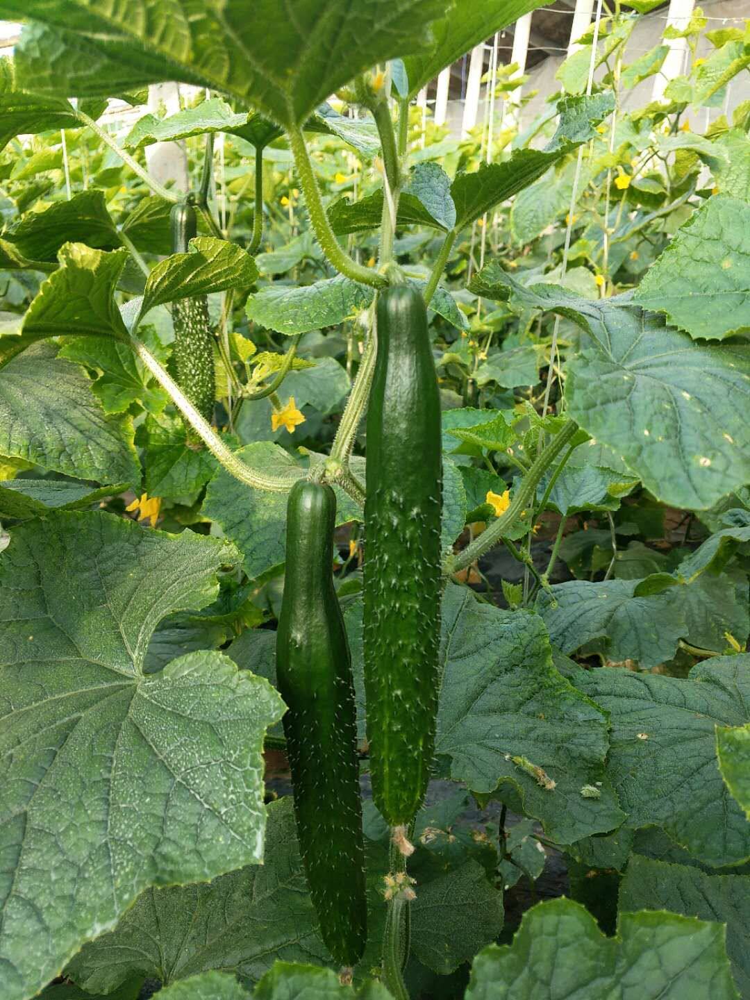 黄瓜新鲜小黄瓜手工嫩黄仔现摘现发五斤黄瓜