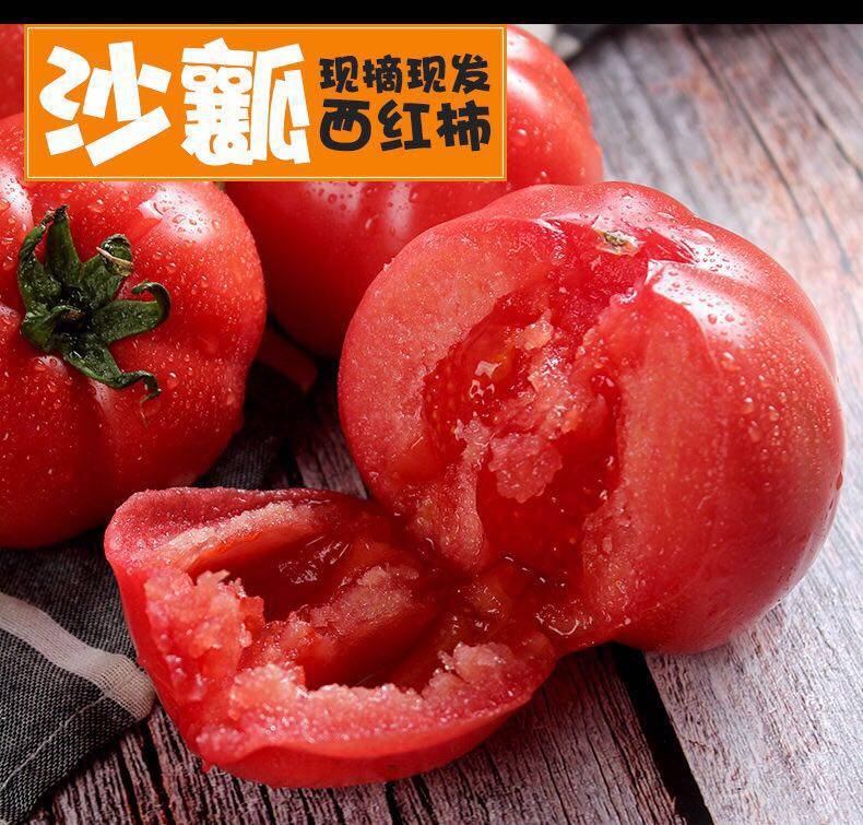 现摘现发沙瓤自然西红柿新鲜柿子番茄水果孕妇番茄