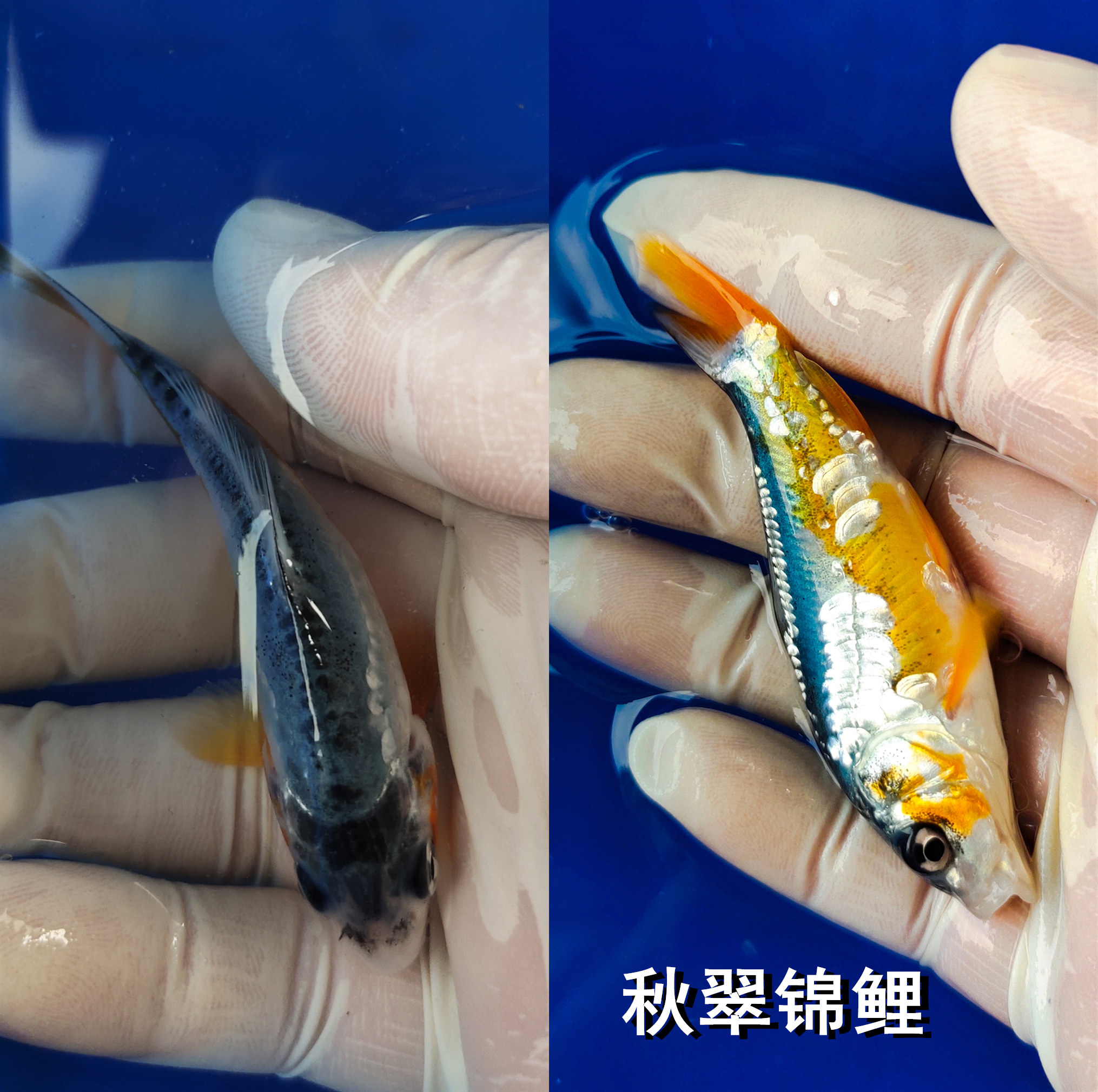 锦鲤活体德系秋翠水族宠物冷水鱼不加加热高端鱼