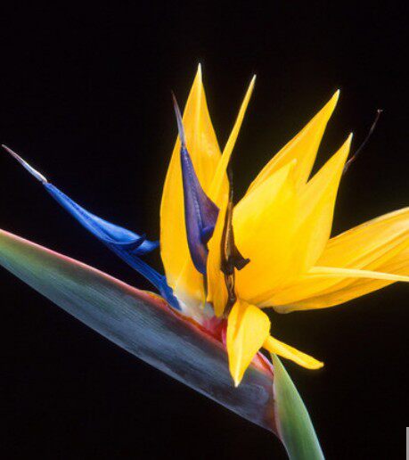 天堂鸟鹤望兰大盆栽花苞客厅大厅室内大型植物时令草本花卉