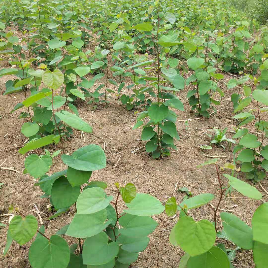 紫荆紫荆花树苗紫荆树花苗满条小苗庭院院地工程观叶