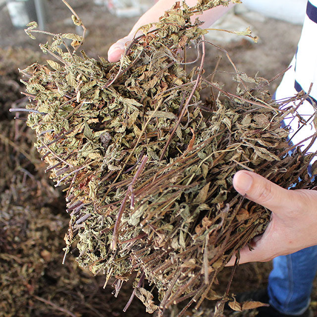 烧仙草干500g 新鲜草干仙人草凉粉草福建农家黑凉粉自制原料包邮