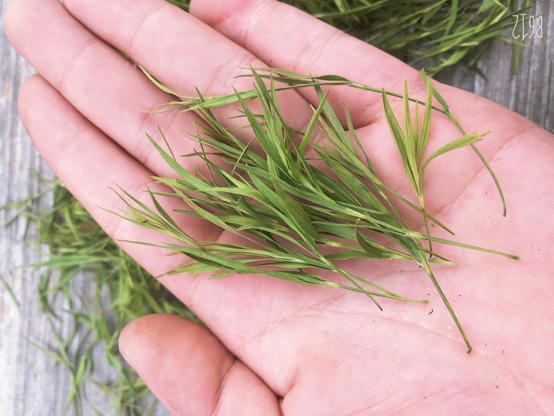 竹叶南昆深山野生250g特级新鲜花茶天然晒干养生茶