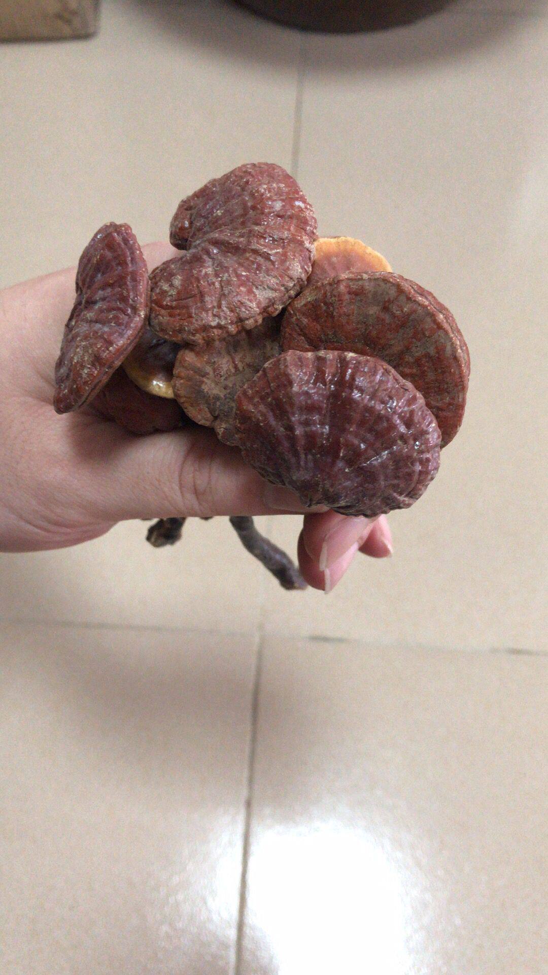 灵芝赤灵南昆昆山野生赤芝石灵芝丹芝红芝草干整枝灵芝