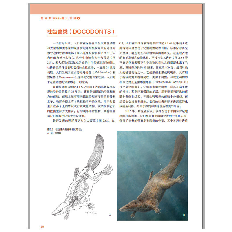 2本普林斯顿古兽大图鉴普林斯顿恐龙大图鉴第2二版世界著名恐龙艺术家