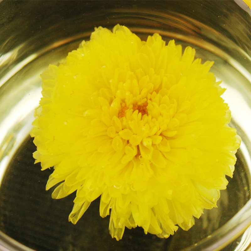 富硒明皇菊菊皇茶花草茶江西宜春明月山特产沥川往事口感爽滑丁香