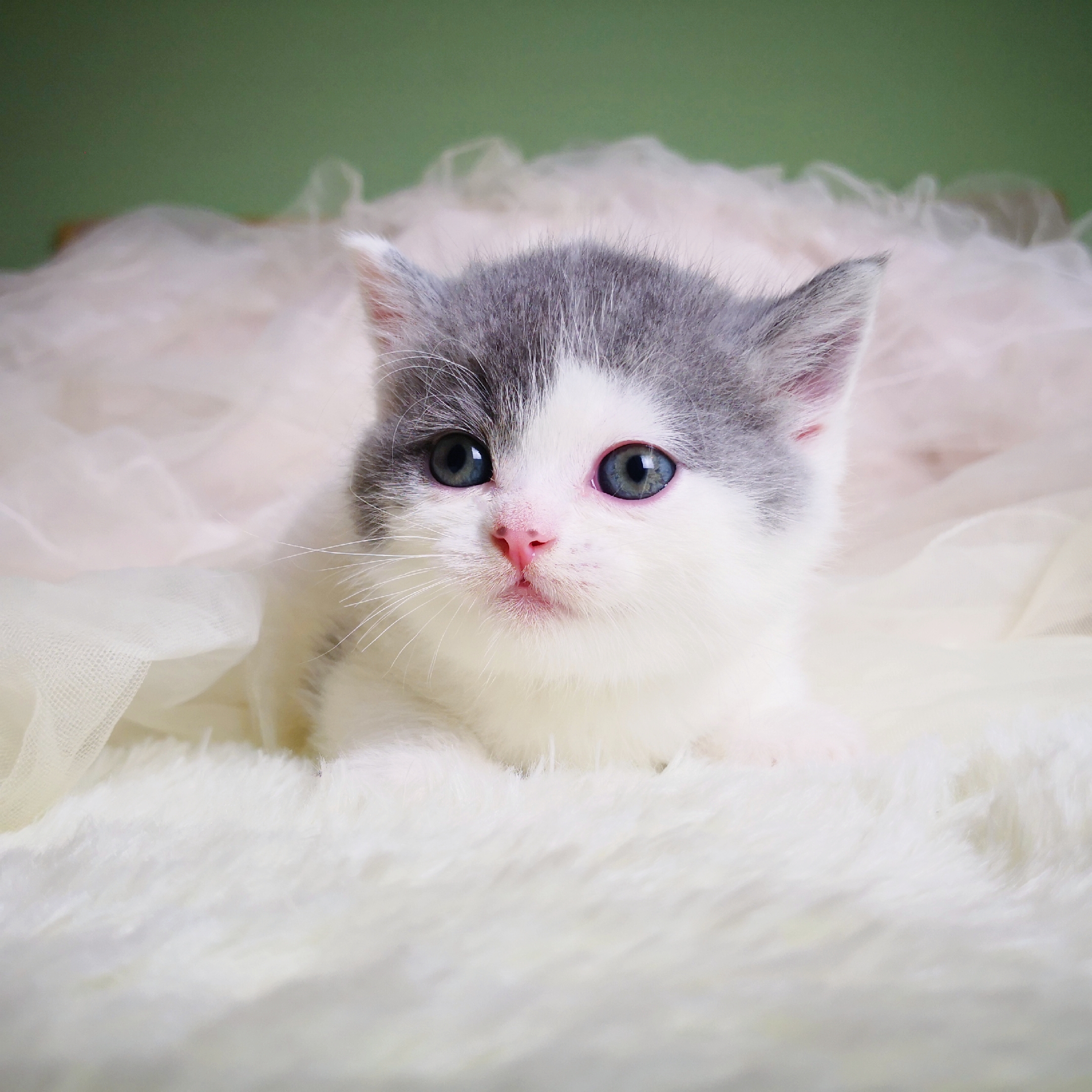 瑶瑶名猫英短蓝白纯种英国短毛dd净梵已售猫咪