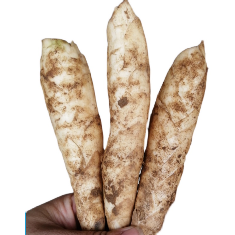 新鲜竹芋竹薯面薯冬薯5斤化州农家家竹薯粉番薯