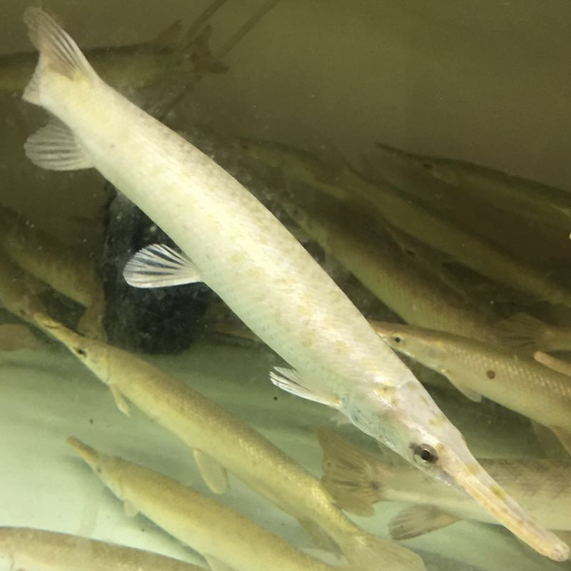 中大型热带鱼观赏鱼淡水鱼长嘴鳄鱼福鳄雀鳝尖嘴活体鱼