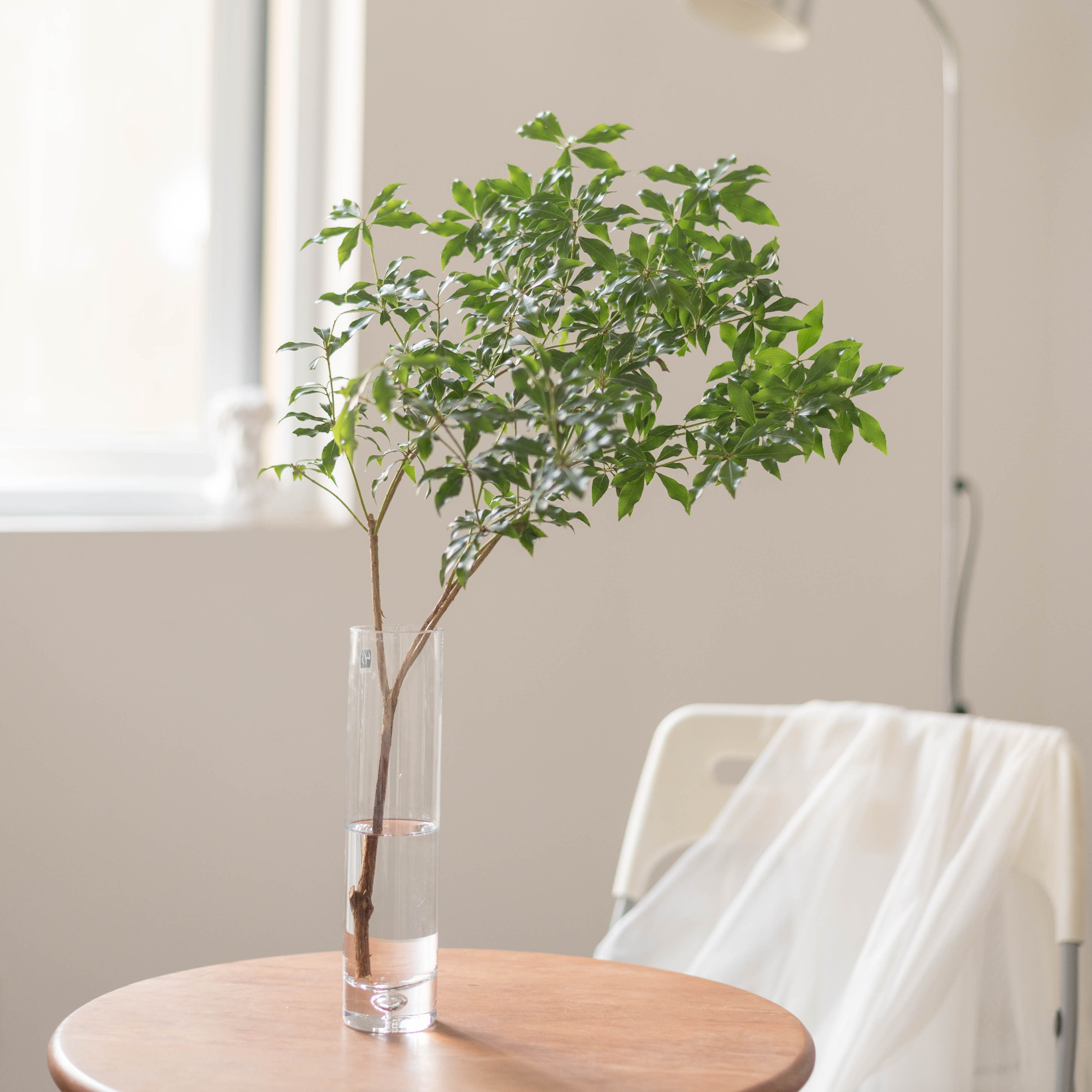 花草大型长存培养绿植鲜切现代ins马醉木进口鲜花速递同城