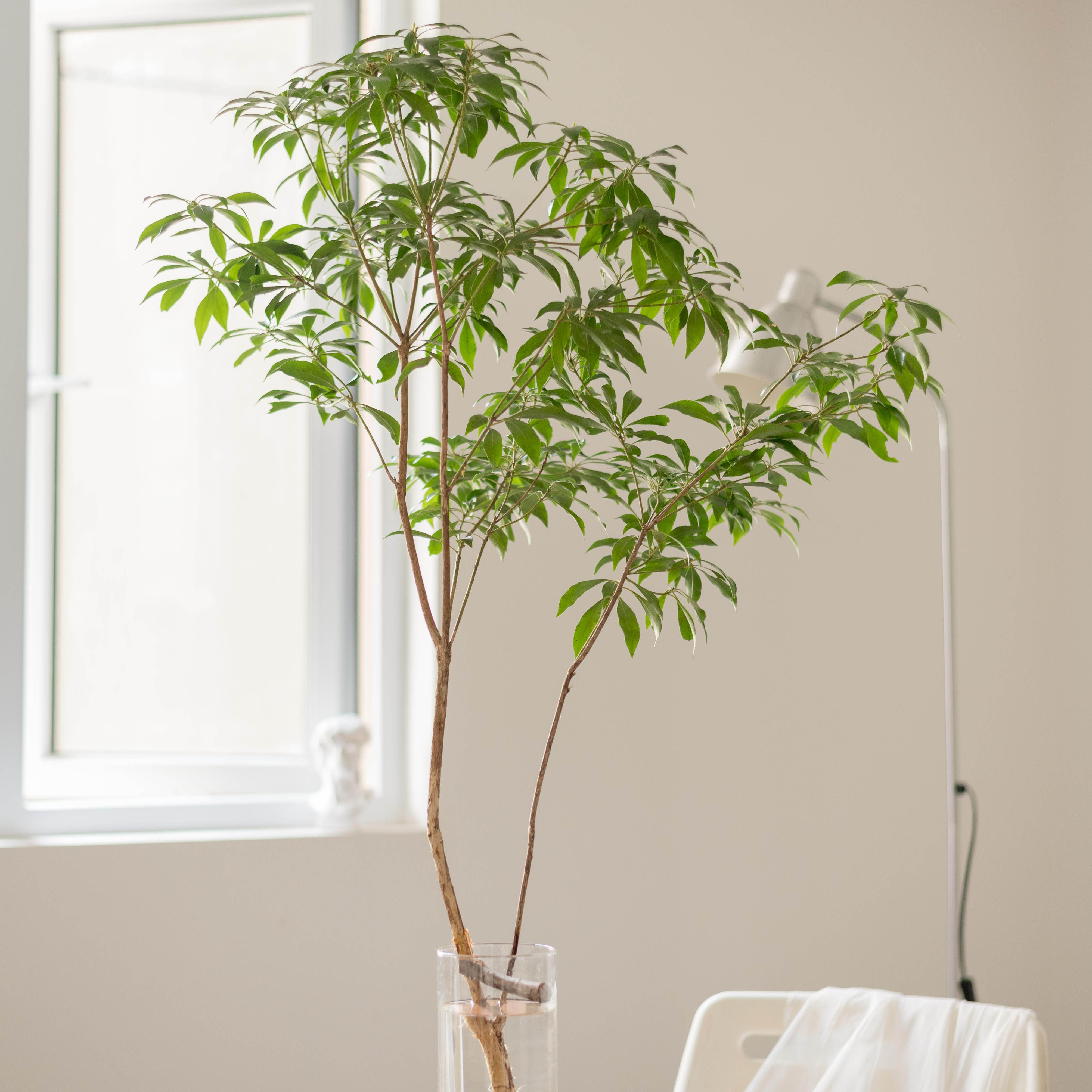 花草大型长存培养绿植鲜切现代ins马醉木进口鲜花速递同城