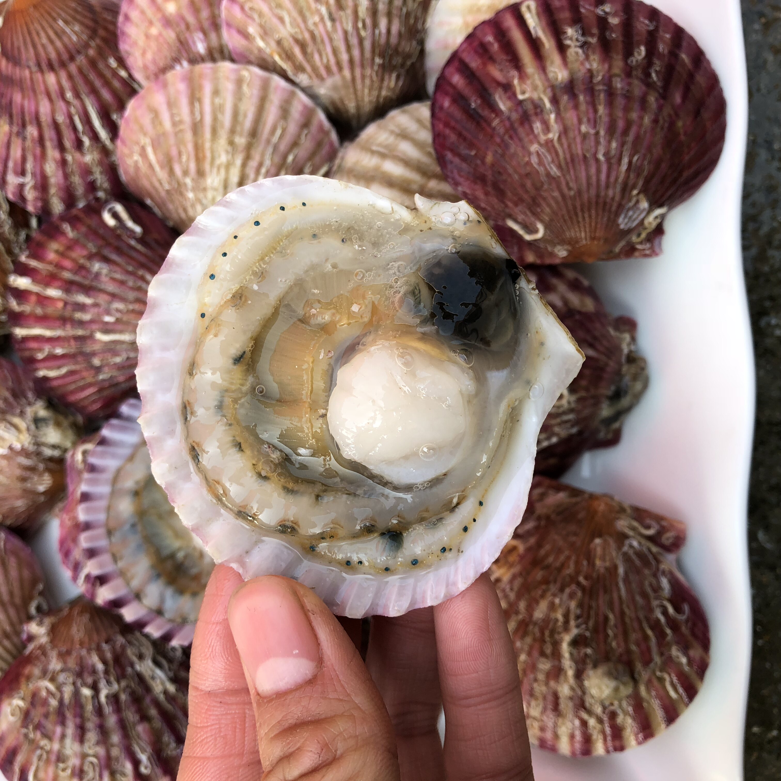 扇贝鲜活新鲜大个野生小红烟台红贝5斤装扇贝