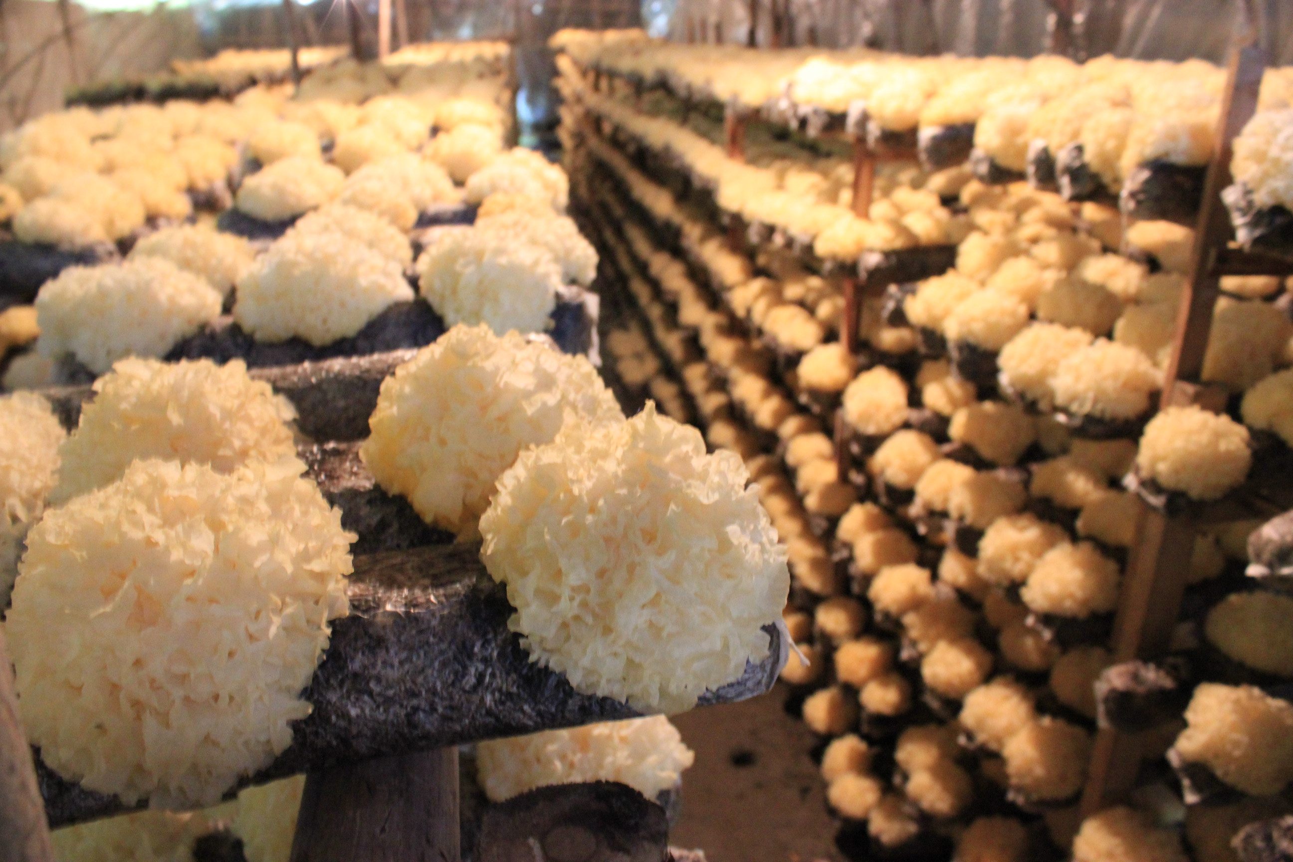 银耳古田雪耳木耳白木耳天然碎片野生硫非级无银耳